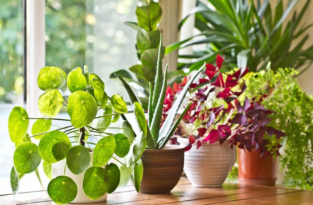 Move indoor plants windows