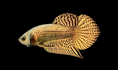 Alien Betta