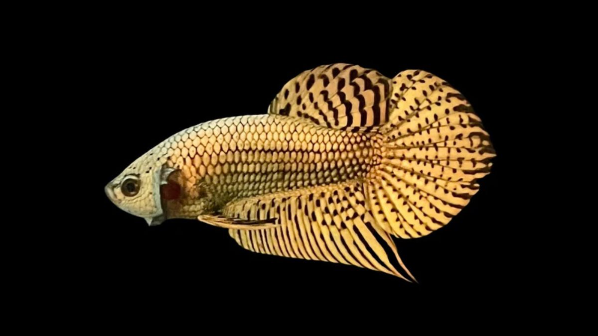Alien Betta