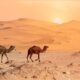 Travel in Morocco