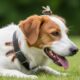 dog stung by bee