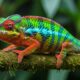 Chameleónovité